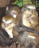 Sponsor an orphaned baby monkey in Nigeria