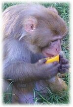 Indigo eating an orange at Mindy's Memory Primate Sanctuary