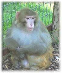 Indigo, enjoying an afternoon sitting in the sun in the spacious enclosure at Mindy's Memory Primate Sanctuary