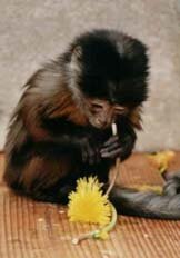 Joni inspecting a dandelion
