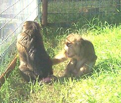 Maryanne and Madonna are together in a large outdoor open-air enclosure with grass and sunshine.