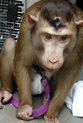 When in the hands of private individuals monkeys and apes typically suffer due to poor care.