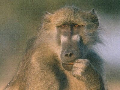 Baboon in Tanzania... Living freely as all baboons should...
