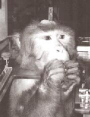 A macaque like Indigo in a primate restraint chair