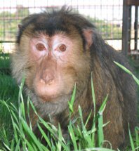 In the grass and sunshine at Mindy's Memory Primate Sanctuary