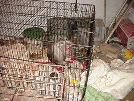 Pearl was being kept in a tiny rusty wire cage with a feces-covered blanket.