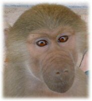 Many individuals purchase baby monkeys/apes erroneously believing that these primates will be a suitable "substitute" or "surrogate" for human children.