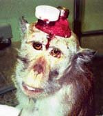 This illustrates the admitted "nonsense" they did to Malish... one of the many reasons that objection to animal experiments is increasing around the world... 